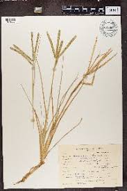 Image result for Eleusine kigeziensis