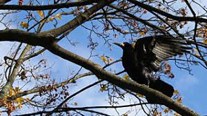 Discover more posts about saatkrahe. Saatkrahe Verbreitung Und Lebensraum