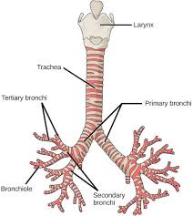 bronchiectasis physiopedia