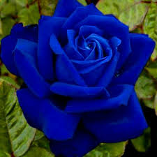 Pin By Andrea On Flowers Beautiful Rose Flowers Beautiful Flowers Rose Flower