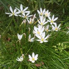 Image result for Zephyranthes candida