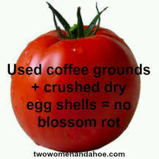 Pin By Elvia Rascon On Flowers And Garden Stuff Organic Gardening Tips Uses For Coffee Grounds Egg Shells