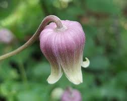 Image result for Clematis hirsuta