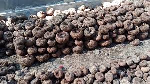 Porang merupakan famili araceae yang merupakan tumbuhan semak (herba) yang berumbi di dalam tanah, dan menghasilkan karbohidrat. 1jeivgzazcvx2m