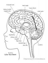 Image Result For Brain Labeling Coloring Page Brain Anatomy Human Body Activities Brain Models