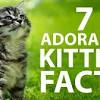 Think you know everything there is to know about cats? Https Encrypted Tbn0 Gstatic Com Images Q Tbn And9gctz5dbg7r6w3pjew5amytkna4lxp6tugb3rcaawbx4 Usqp Cau