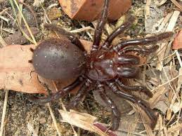 9 Dangerous Animals Of Australia Sydney Funnel Web Spider Funnel Web Spider Australia Animals Scary