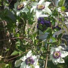 The new growth is a very pale green, almost chartreuse. Clematis Florida Var Florida Sieboldiana