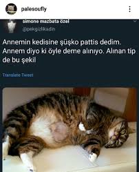 Hamiyet Ergul Cenger Adli Kullanicinin Wow Panosundaki Pin 2020 Mizah Komik Cok Sirin Hayvanlar