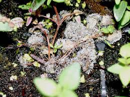 Image result for Botrytis cinerea