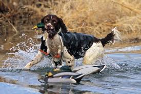 Excel offers duck boats designed for traditional motors and mud buddy shallow drive motors. Why You Should Consider An Off Breed Retriever