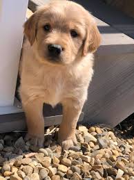 Golden retrievers are often used on search and rescue teams because of their keen sense of 12. Golden Retriever Puppies Home Facebook