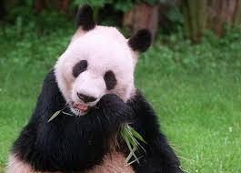 Cómo sobreviven los pandas gigantes comiendo solo bambú?