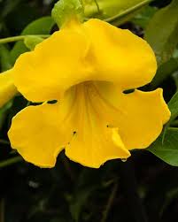 Image result for Dolichandra