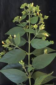 How Are Trees Beneficial To Living Things Suggest The Medicinal Plants And Their Uses With Pictures