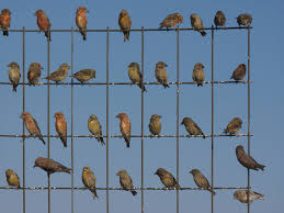 نتیجه جستجوی لغت [flock] در گوگل