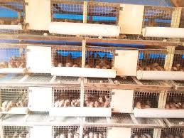 Permintaan pasar tinggi, supplai produsen kurang. Analisa Usaha Beternak 1000 Ekor Burung Puyuh