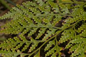 Image result for Davalliaceae