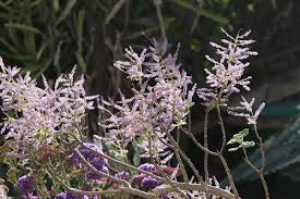 Image result for Tetradenia galpinii