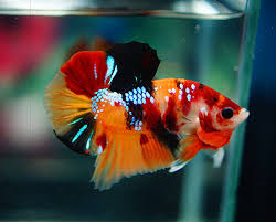 While we cannot guarantee an exact color pattern, we typically have a wide variety of colors for this betta variety. B356 Koi Nemo Plakat Paar B356