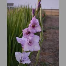 Image result for Gladiolus atropurpureus
