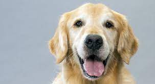 Golden Retriever Dog Breed Information Golden Retriever Dog Breeds Dogs Golden Retriever