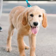 Puppy Walking Mastery: The Ultimate Guide to Socialising and Exercising  Your Young Dog