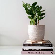 Best low light, no fuss houseplants. Indoor Plants You Absolutely Can T Kill Stuck On You
