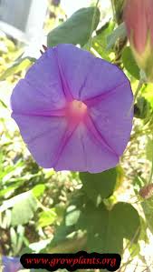 Image result for Ipomoea venosa
