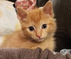 Bengal kittens for sale oregon kittens. Greenhill Hosts Kitten Shower On Saturday News The Register Guard Eugene Or