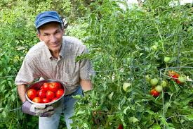 For the pest control part of it, disease and insect control are supposedly addressed through botanical agriculture in the united states is another way business. Sustainable Solutions For Diseases And Pests In Crops Wur