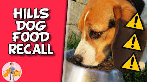 However, no dry foods, cat foods or pet treats were included in the recall. Deadly Diet The Hills Dog Food Diet Recall Dog Health Vet Advice Youtube