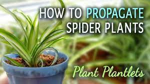 How To Propagate Spider Plants With Plantlets Propagating Spider Plants Is Very Easy You Only Need Some Plantlets Spider Plants Plants Plant Care Houseplant