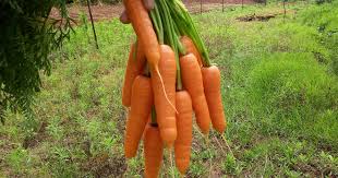 80 மணி நேர பயணம்; 30 டன் வரத்து' - ஊட்டிக்குப் போட்டியாகும் டெல்லி கேரட்! | Ooty merchants import carrot from delhi for the first time - Vikatan