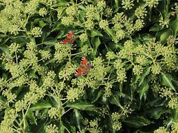Sie zieht sich bin in den juli hinein. Strauch Efeu Arborescens Hedera Helix Arborescens Baumschule Horstmann