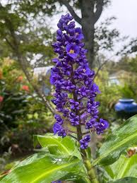 Image result for Dichorisandra