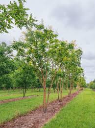 Image result for Parquetina calophylla