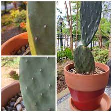Opuntia basilaris, the beavertail cactus or beavertail pricklypear, is a cactus species found in southwest united states. I Thought My Prickly Pear Was Dying On Me Since It Turned A Bit Yellow At The Bottom And Roots Did Not Look Good So I Moved It Into A Bigger Pot