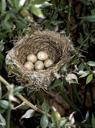Bird Eggs For Sale Online Blackcap Nest With Five Eggs Hampshire England Uk By Andy Sands Bird Eggs Spring Birds Beautiful Birds