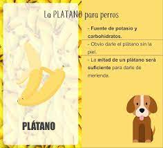 El Platano Para Perros Quieres Conocer Mas Sobre Una De Las Mejores Frutas Para Nuestros Perros Recetas Para Perros Recetas De Comida Para Perros Perros