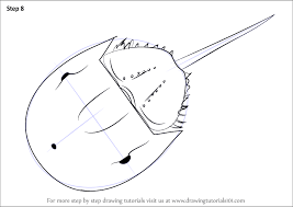 Choose any of 4 images and try to draw it. Step By Step How To Draw A Horseshoe Crab Drawingtutorials101 Com