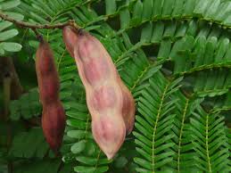 Image result for Limeum pterocarpum