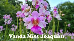 Papilionanthe miss joaquim, also known as vanda miss joaquim, the singapore orchid, or the princess aloha orchid, is a hybrid orchid (a grex) that is the national flower of singapore. Vanda Miss Joaquim Singapore S National Flower Youtube