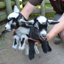 New Kids On The Block Cute Baby Animals Cute Little Animals Baby Animals