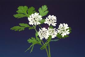 Image result for Coriandrum sativum
