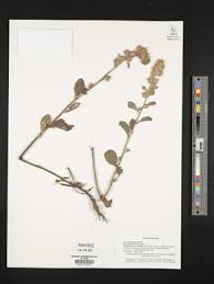 Image result for Blumea axillaris