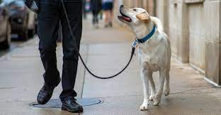Here are some steps you can take to make potty training with your. Best Dog Training In Chicago Tucker Pup S Pet Resort