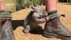 Just a baby wombat 24 going on 5 nmik. Orphaned Baby Wombat Shows Love For New Family At Australian Zoo Youtube