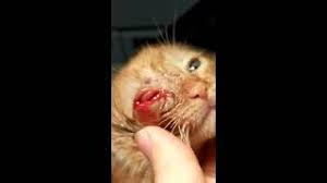 Image result for cuterebriasis in dogs
