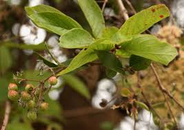 Image result for Crossopteryx